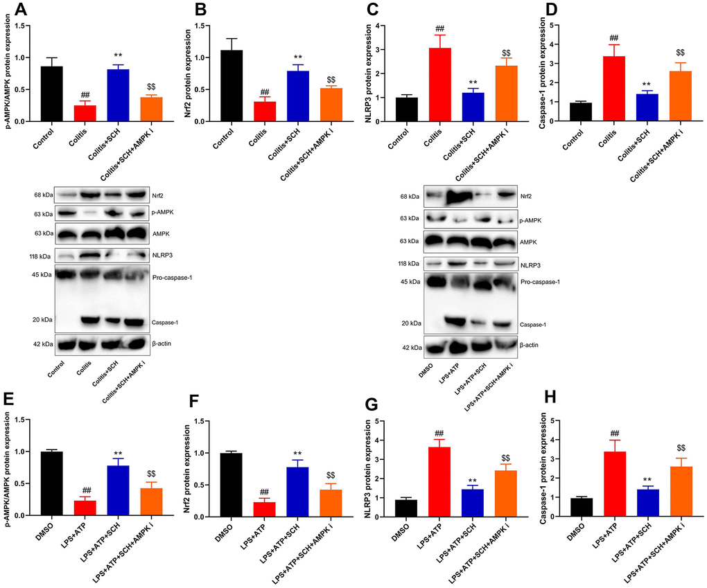 The inhibition of AMPK reduced the anti-inflammation effects of Schisandrin B on NLRP3 inflammasome. (A–D) p-AMPK, Nrf2, NLRP3 and Caspase-1 protein expressions in mouse colon tissue; (E–H) p-AMPK, Nrf2, NLRP3 and Caspase-1 protein expressions in intestinal epithelial cells induced by LPS + ATP. ##P$$P$$P