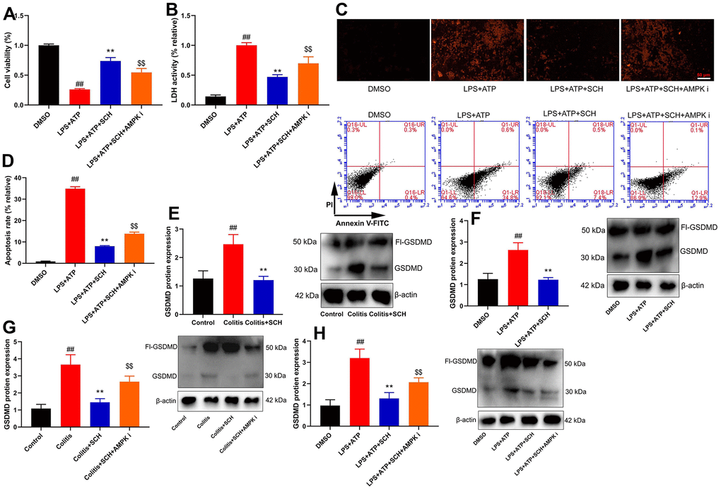 Schisandrin B reduced epithelial cells injury of colitis through regulating pyroptosis. (A) cell proliferation, (B) LDH activity, (C) PI staining, (D) cell apoptosis rate in epithelial cells induced by LPS + ATP; (E) GSDMD protein expression in mouse colon tissue; (F) GSDMD protein expression in epithelial cells induced by LPS + ATP; (G) GSDMD protein expression in mouse colon tissue by Schisandrin B and AMPK inhibitor; (H) GSDMD protein expression in epithelial cells induced by LPS + ATP, Schisandrin B and AMPK inhibitor. ##P$$P$$P