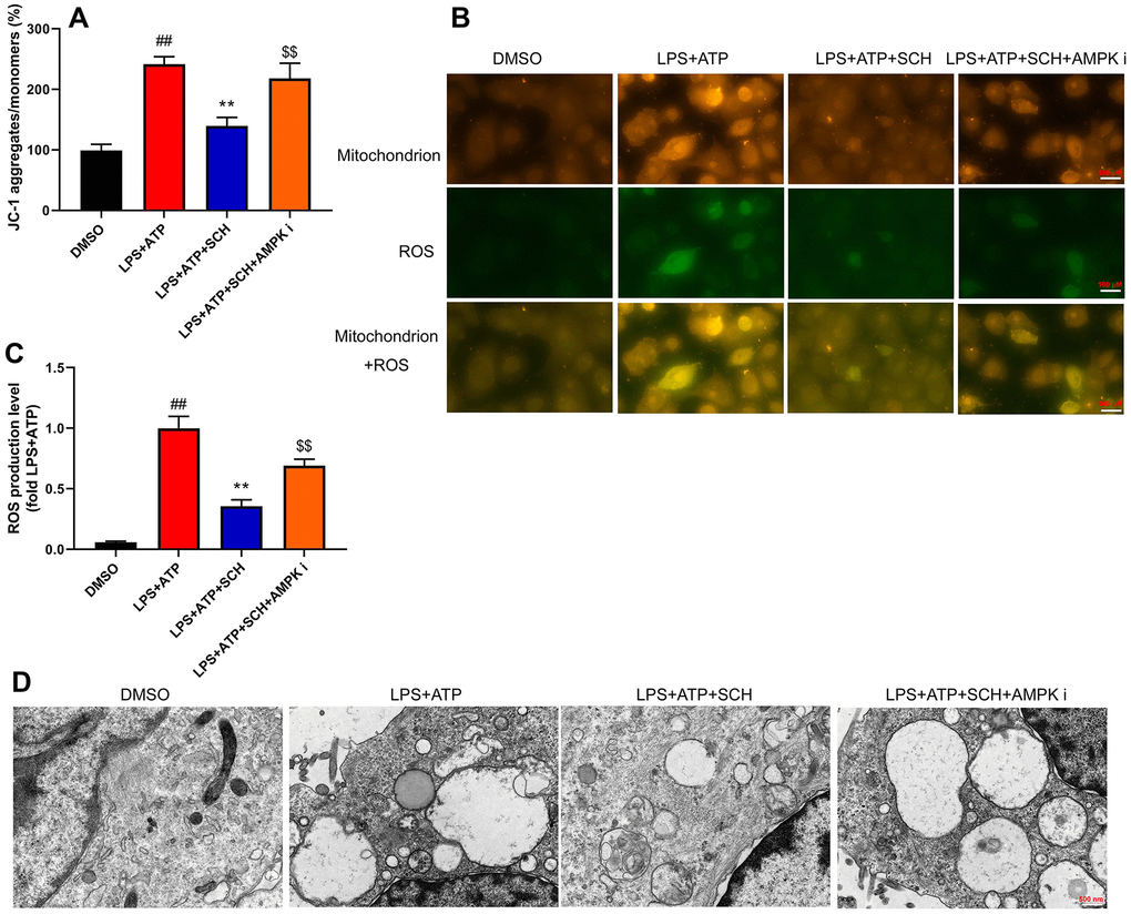 Schisandrin B reduced ROS-induced mitochondrial damage. (A) Methods: the total number of JC-1 in intestinal epithelial cells induced by LPS + ATP; (B) the level of ROS in intestinal epithelial cells induced by LPS + ATP; (C) mitochondria and ROS in intestinal epithelial cells by immunofluorescence; (D) mitochondria in intestinal epithelial cells by electron microscope. ##P$$P