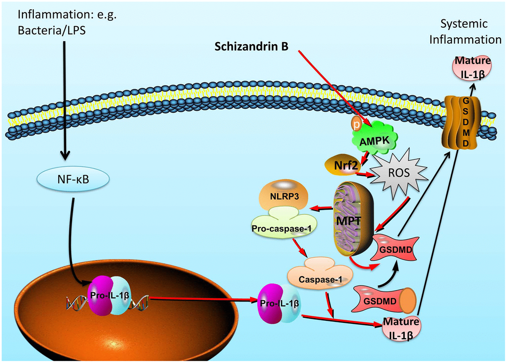 Schisandrin B reduces the epithelial cells injury of colitis through regulating pyroptosis by AMPK/Nrf2/NLRP3 inflammasome.