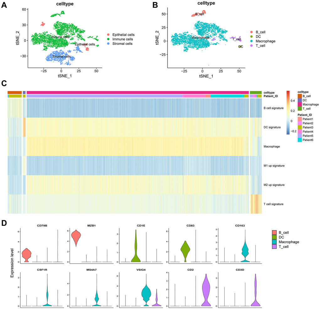 Clustering of immune cell populations and GSVA enrichment scores. (A) Cell-types visualized using tSNE dimensionality reduction revealed the clustering of tumor-stroma immune cells. (B) Immune cells in the tumor microenvironment were annotated into four subpopulations. (C) Hierarchical clustering was used using GSVA enrichment scores for gene set for B cell signature, DC signature, macrophage signature, M1 up signature, M2 up signature, and T cell signature. (D) Violin plot indicates the genes corresponding to immune cell subpopulations.