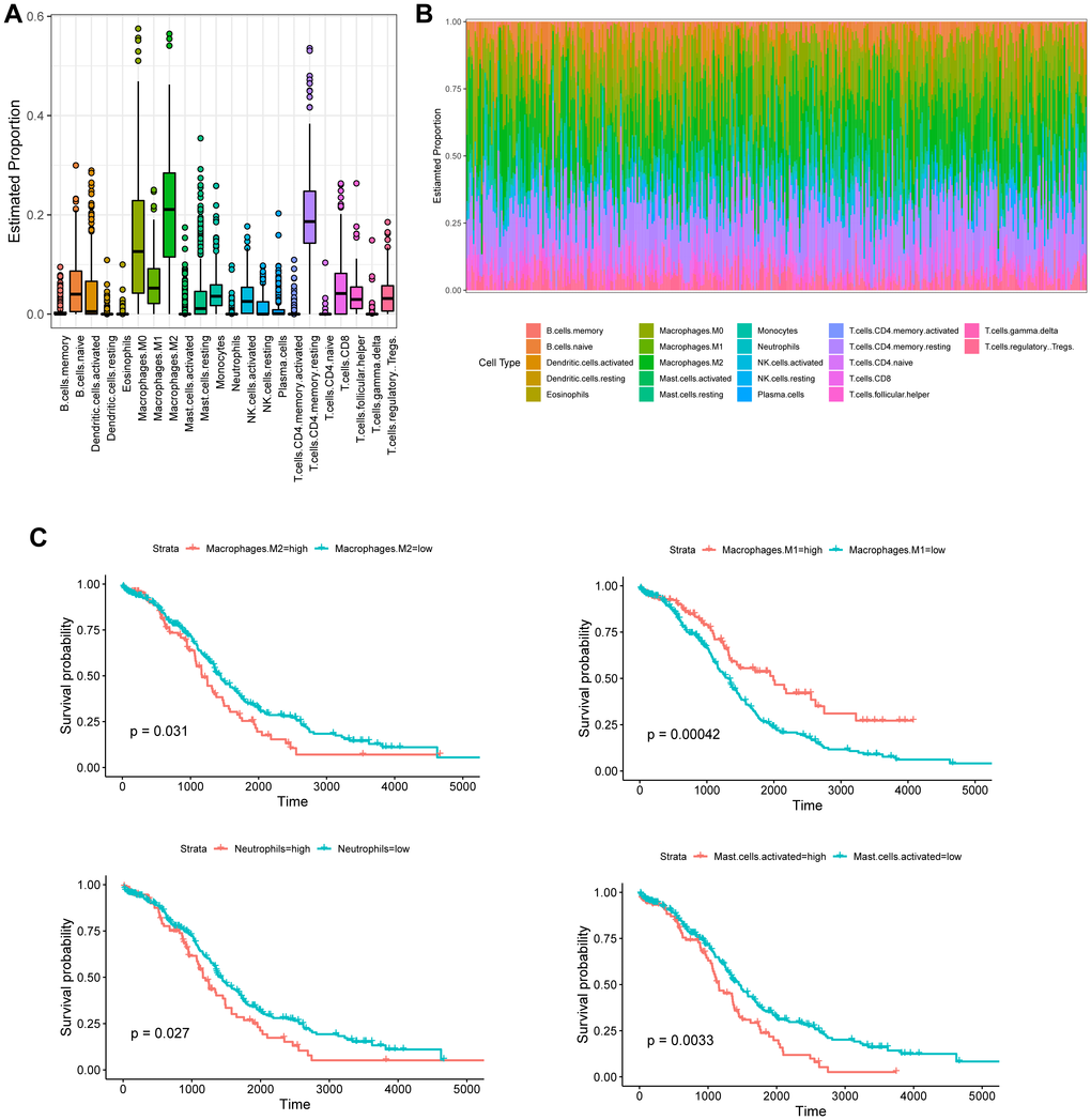 Tumor-infiltrating immune cell profile of OC samples and survival analysis. (A) Boxplot and barplot (B) display the proportion of 22 infiltrating immune cell types in OC samples. (C) Kaplan–Meier analysis of overall survival with respect to M2 macrophages, M1 macrophages, activated mast cells, and neutrophils in TCGA-OC.