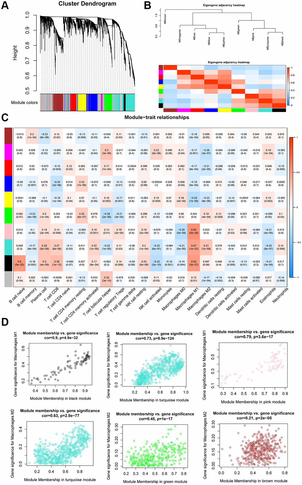 WGCNA analysis of co-expression modules. (A) Dendrogram of gene modules based on the dynamic hybrid cutting model. Ten modules were constructed. (B) Heatmap and hierarchical clustering of adjacencies in module eigengenes. (C) Heatmap of the correlation between module eigengenes and the proportion of tumor-infiltrating immune cells. (D) Scatter plot of M1 macrophage and M2 macrophage module eigengenes in three modules.