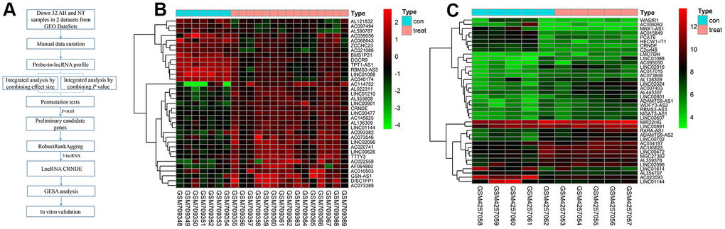 Differentially lncRNAs in alcoholic liver disease. (A) The flowchart of the integrated analysis and functional validation. In silico bioinformatics data analysis pipeline consists of curation of 2 publicly available datasets, data preprocessing, and integrated analysis, dataset validation, GSEA, and in vitro functional validation. (B) Heatmap of differentially expressed lncRNAs in GSE28619 dataset; each column represents a sample and each row represents a specific lncRNA. |log2FC| >1 and adjusted PC) Heatmap of differentially expressed lncRNAs in GSE143318 dataset; each column represents a sample and each row represents a specific lncRNA. |log2FC| >1 and adjusted P