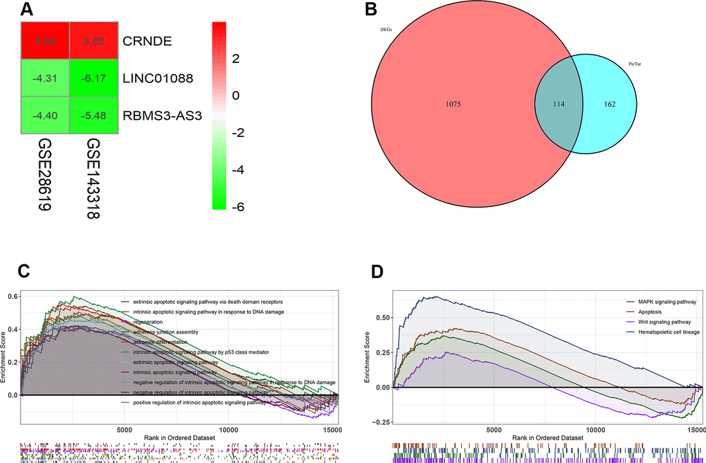 Lnc CRNDE may serve as significant markers in alcoholic liver disease. (A) Log FC heatmap of each expression microarray, the abscissa represent the GEO IDs, the ordinate represents the gene name, the red represents log FC > 0, the green represents log FC B) Venn diagrams of predicted lnc CRNDE targets genes and differentially expressed genes in GSE28619 dataset. (C) Biological processes enriched in alcoholic liver disease. (D) KEGG pathways enriched in alcoholic liver disease.