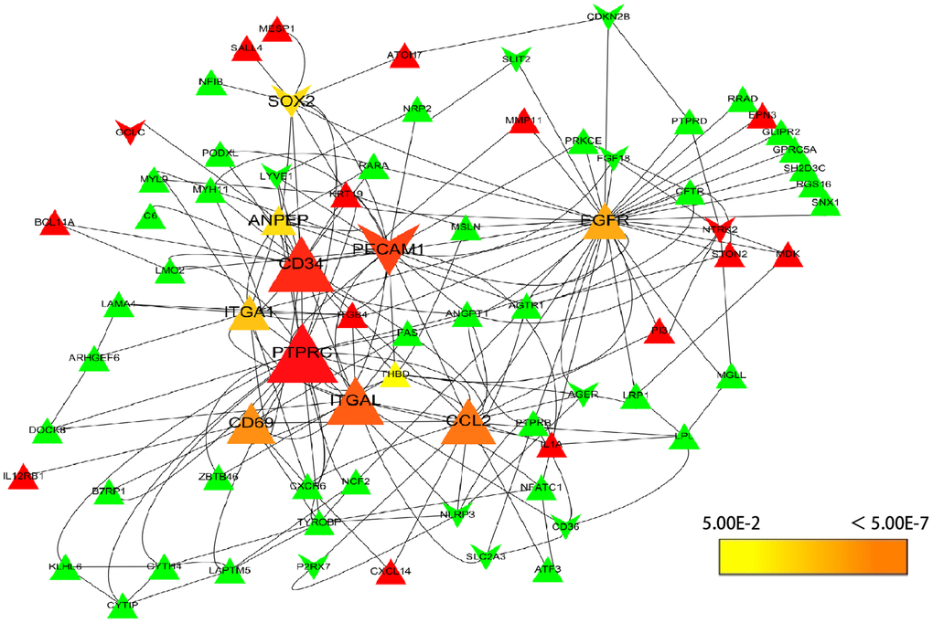 Selection of hub genes. PPI network was analyzed by cytohubba, a plugin of Cytoscape. A node represents a gene. The genes reduced in NSCLC tissue were shown in green color. The genes increased in NSCLC tissue were shown in red color; at the same time, the genes which down-regulated in A549 by resveratrol were posted in triangles, and the genes which up-regulated by resveratrol were posted in shape “V”. The hub genes with higher scores were demonstrated with larger size.