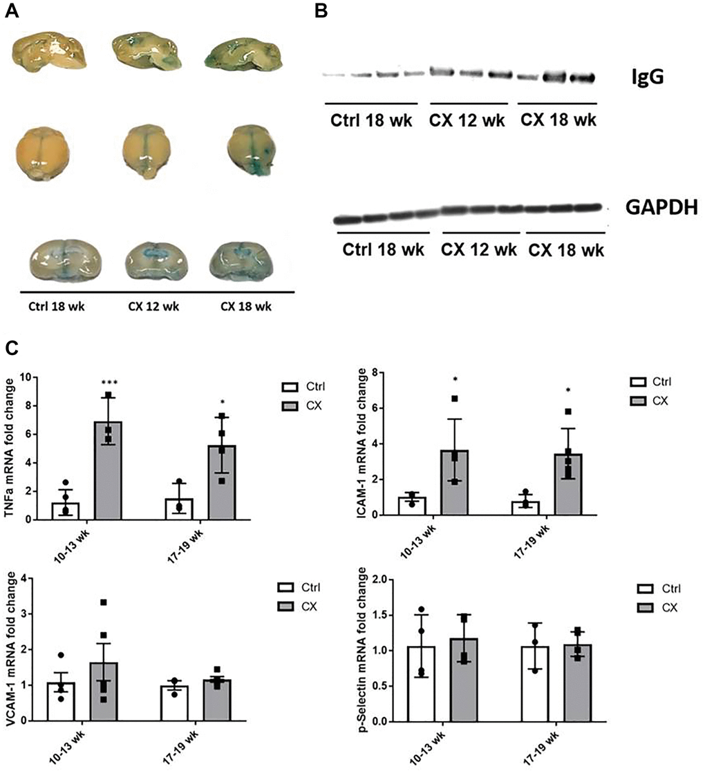 CX mice display brain vascular permeability and expression of vascular cell activation genes. (A) Evans blue stain shows higher permeability in CX brains in an age-dependent manner (n = 2). (B) Western blot of IgG, another marker of permeability of the BBB in mice brain. GAPDH was used as a loading control. (C) qRT-PCR of vascular cell activation markers, with ICAM-1 and TNFα in CX mice being significantly higher than control Csa−/− mice, in both 10–13 and 17–19 week old age groups, though there was no difference between age groups. Data are presented as mean ± SE. Two way Anova followed by Tukey’s post hoc test, n ≥ 4. *P **P ***P 