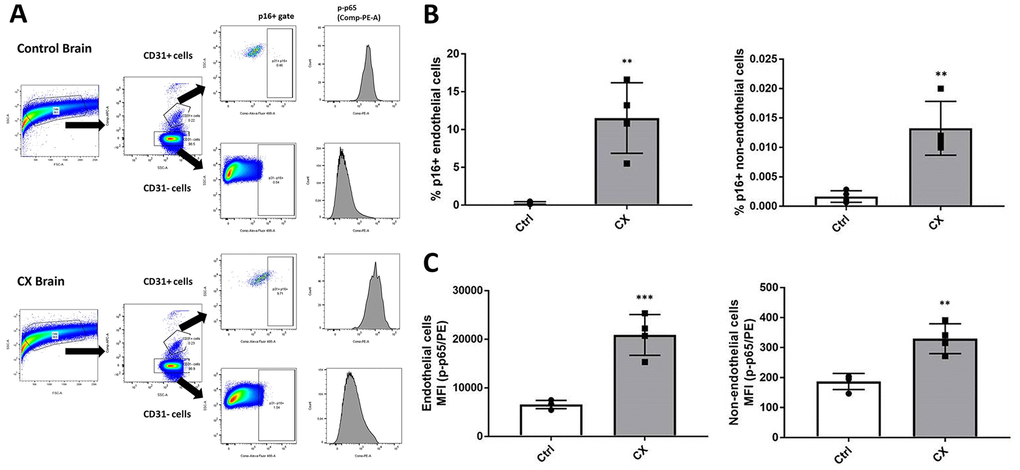 CX mice brain display p16Ink4a and p-p65 upregulation in endothelial and non-endothelial cells. (A) Flow cytometry gating strategy for the detection of senescent and pro-inflammatory endothelial and non-endothelial cells. Whole brain cells were stained for EC marker CD31, senescence marker p16Ink4a, and active NF-κB (phosphorylated p65). Brain cells were first identified using a forward scatter (FSC) and side scatter (SSC) gate. CD31 positive and negative cells were then identified by their APC fluorescence levels. p16+ senescent cells were then identified using an SSC and Alexa Fluor 488 gate. Phosphorylated-p65 expression in CD31+ and CD31- cells was measured by analyzing PE median fluorescence intensity. (B) FACS analysis of endothelial and non-endothelial p16Ink4a positive cells in CX mice brains. (C) Phosphorylated p65 FACS analysis of endothelial and non-endothelial cells in CX mice brains, n = 4. Data are presented as mean ± SE. Student’s t-test. *P **P 