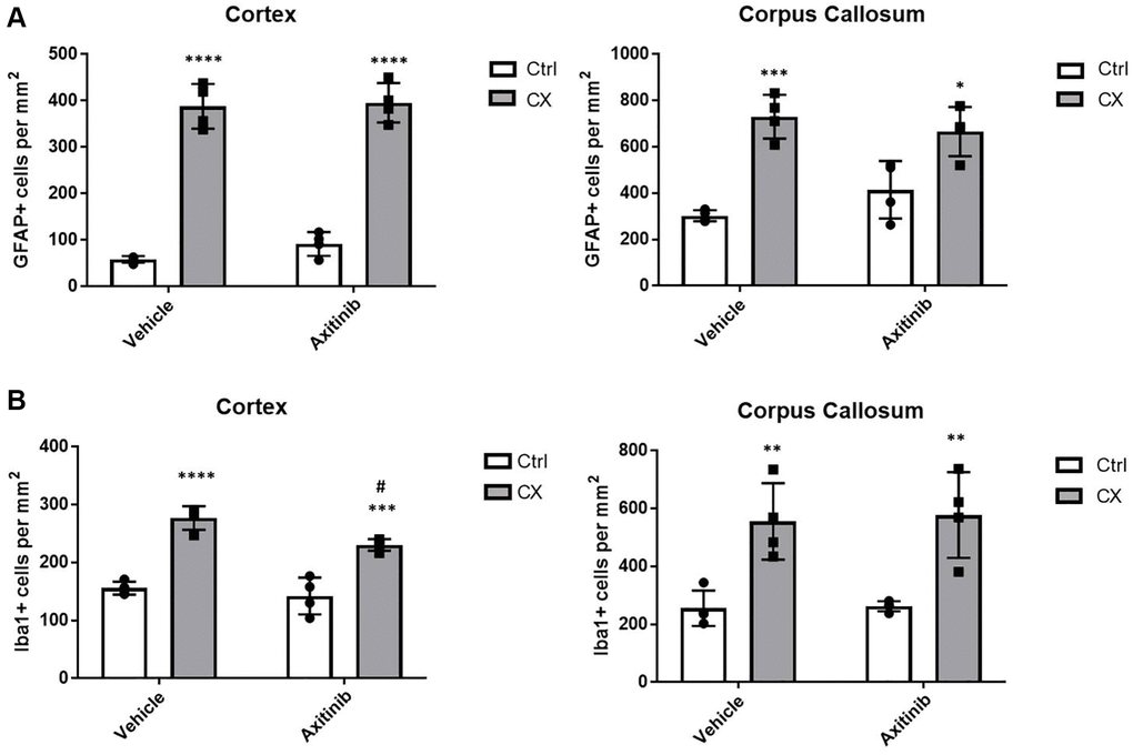 Impaired angiogenesis does not increase astro or microgliosis in adult CX mice. (A) Axitinib treatment does not alter astrogliosis in adult CX brain cortex nor corpus callosum, as measured by GFAP staining. (B) Axitinib treatment decreases microgliosis in the cortex, but not the corpus callosum of CX mice. Data are presented as mean ± SE. Two way Anova followed by Tukey’s post hoc test, n = 4. P values of less than or equal to 0.05, 0.01, 0.001 and 0.0001 are indicated by asterisks (*) when comparing within the same treatment group and by the pound sign (#) when comparing between treatment groups.