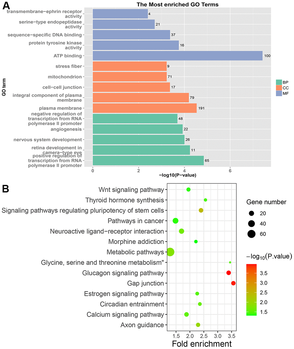 GO and KEGG enrichment analysis of LRRC samples. (A) The top 15 enriched GO terms. (B) The top 15 significant KEGG pathways. Fold enrichment represents the degree of enrichment. The size of the bubble indicates the number of genes. The depth of bubble color indicates the level of significance.