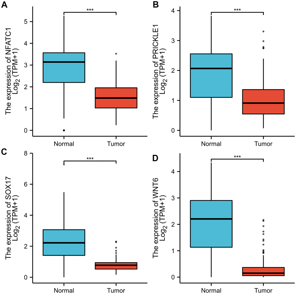 Representative immunohistochemistry images of (A) NFATC1; (B) PRICKLE1; (C) SOX7; (D) WNT6 in CRC and colorectal tissues derived from the HPA database. HPA, Human Protein Atlas.