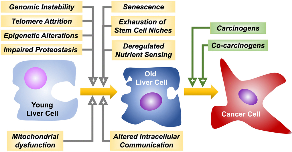 Hallmarks of aging favoring liver cancer cells malignant transformation and progression by carcinogens and co-carcinogens, respectively.