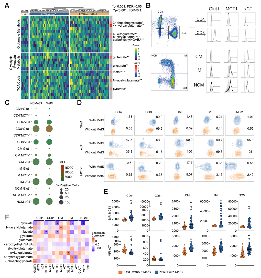 Central carbon metabolism with higher efflux of key metabolites. (A) Heatmap showing the level of metabolites of glutamate metabolism, glycolysis/gluconeogenesis/pyruvate metabolism, and TCA cycle. The statistically significant differentially abundant metabolites are marked with single asterisk at the level of p p p p B) Gating strategy for Glut1, MCT-1, and xCT in T cells (CD4 and CD8) and monocytes (CM, IM, and NCM). (C) Bubble plot of Glut1, MCT-1, and xCT in subpopulations. Size of the bubble represents proportion of positive cells (%). Color of the bubbles represent MFI. (D) Contour plots showing sample with median percentage of cells for each population. (E) MFI for MCT-1 and xCT in lymphocytes (CD4 and CD8) and monocytes (CM, IM, and NCM). (F) Co-relation analysis between the transporter expression and the differentially altered metabolites between PLWH with MetS and without MetS as shown in Figure 3A. Asterisk indicates p 