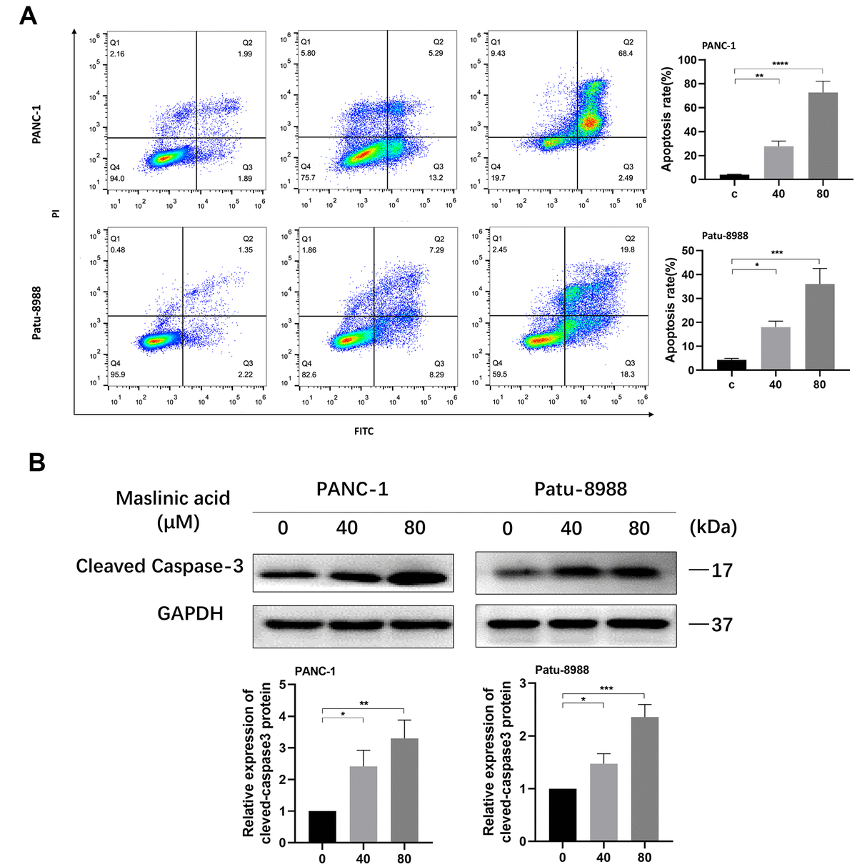 MA-induced apoptosis of pancreatic cancer cells. (A) Flow cytometry detection of the apoptosis of PANC-1 and Patu-8988 cells exposed to MA for 24 h, analyzed by Annexin V/PI staining. (B) Western blot analysis showing the expression of cleaved-caspase3 in MA-treated PANC-1 and Patu-8988 cells. Data are representative of three independents experiments and expressed as mean ± SD. *p 