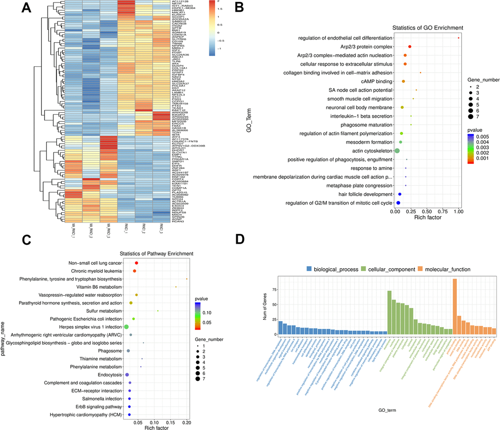 GO and KEGG pathway enrichment analysis of DEGs between PANC-1 and MA treated PANC-1. (A) The cluster heat map of the first 100 DEGs in the PANC-1 and MA PANC-1 datasets. The abscissa indicates the number of samples, whereas the ordinate indicates DEGs. The histogram in the upper right corner represents the color level; each rectangle corresponds to the expression value of a sample. (B, C) GO enrichment analysis and KEGG pathway enrichment analysis of DEGs in PANC-1 cells post MA treatment. The results showed the GO Term and pathway of the top 20 enriched significantly in the form of a scatter plot. (D) GO term of Top 25, Top15, Top 10. According to the number of differential genes annotated to GO Term, they are arranged in descending order, showing the distribution of the number of significantly different genes in GO Term enriched in biological processes, cell components, and molecular functions.