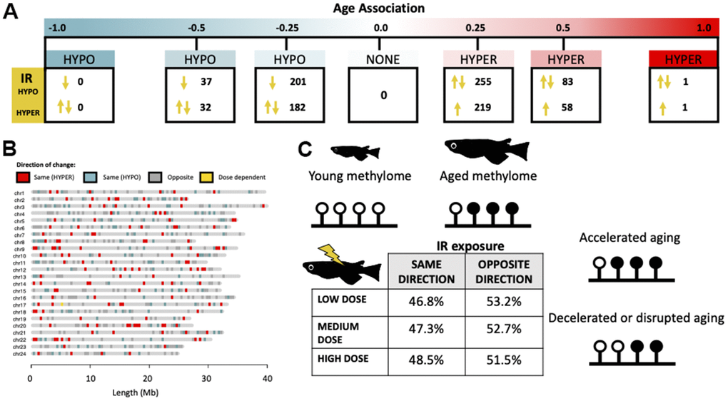 Directionality of IR-induced changes to methylation status in the context of normal epigenetic aging. (A) Distribution of cytosines which become differentially methylated from IR exposure along the continuum of association with chronological age. Arrows signify whether the IR induced change is in the same or opposite direction as changes induced by age. (B) Genomic distribution of cytosines which become differentially methylated with IR exposure in the same (red/blue) or opposite (gray) direction as age-related changes. Cytosines which become hypermethylated with both age and IR exposure are shown in red and those which become hypomethylated in blue. Cytosines with direction dependent on IR dose are shown in yellow. (C) Table showing the percent of cytosines whose methylation changes in the same and opposite direction across dose rates and a conceptual diagram of the hypothesized effect this could have on the aging methylome.