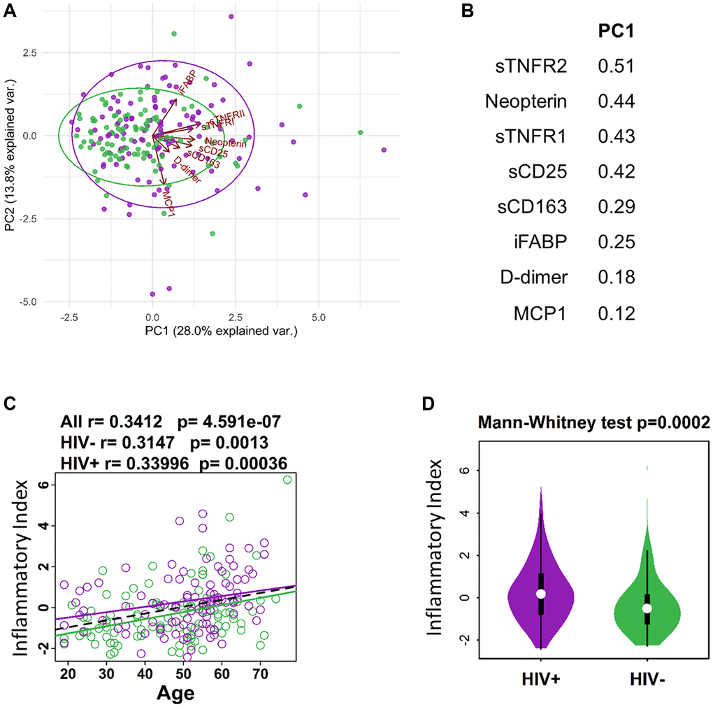 Defining inflammatory index for aging and HIV infection. (A) PCA plot showing distribution of HIV- (green) and HIV+ (purple) individuals in relation to protein expression from inflammatory index and Age in years. (B) List of proteins (standardized variables) in the inflammatory index and their weights extracted from PC1 in A. (C) Regression of Age with inflammatory index (sum of standardized variables from B multiplied by their weights extracted from PC1). (D) Violin plot showing the difference in inflammatory index between HIV- and HIV+ participants.