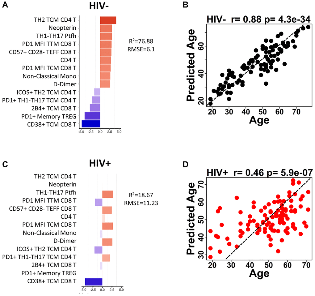 Age prediction modeling using HIV-negative as reference population and age-associated parameters. (A) Bar graph shows each of the 14 parameters included in the HIV-negative, trained model and indicates the coefficient for each parameter when applied to HIV negative participants. (B) The correlation between predicted age and actual age using the 14-parameter model is shown for HIV-negative participants. (C) Bar graph shows each of the 14 parameters included in the HIV-negative, trained model and indicates the coefficient for each parameter when applied to HIV positive participants. (D) The correlation between predicted age and actual age using the 14-parameter model is shown for HIV-positive participants. Correlations were determined using Spearman test. Red bars denote a positive association with predicted age and blue bars denote a negative association. Dotted lines in (B and D) show theoretical relationship for a perfect positive correlation for visualization purposes.