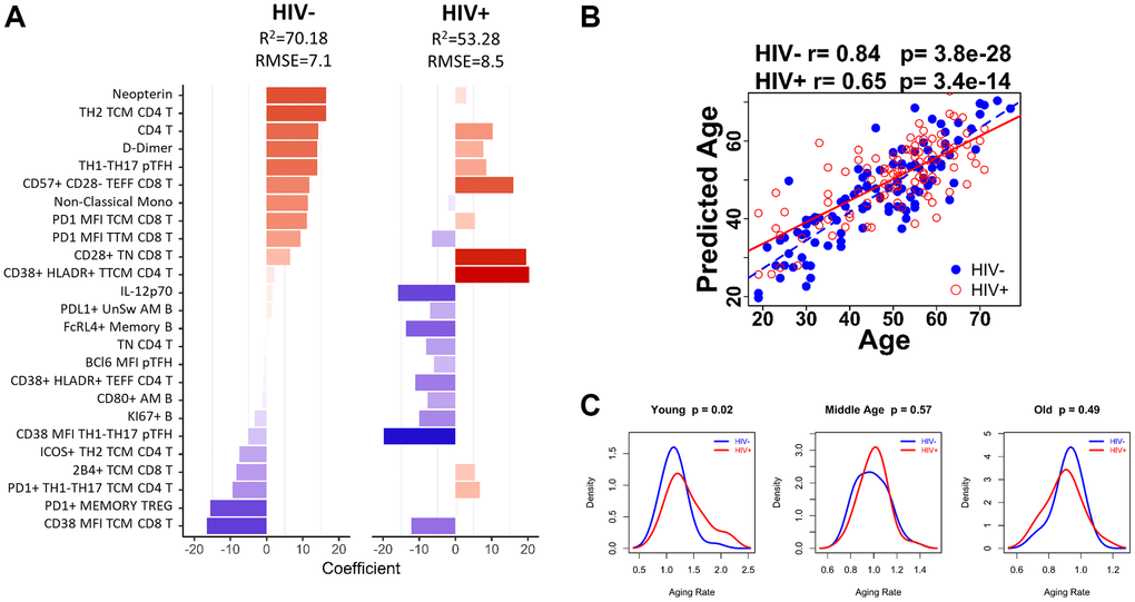 Age-associated immune parameters reveal accelerated aging in young HIV-infected group. (A) 25-parameter model to predict age in HC and HIV. Bar graph shows each of the parameters included in the model and indicates the coefficient for each parameter when applied to HIV negative (HC) participants and HIV-positive participants. Red bars denote a positive association with predicted age and blue bars denote a negative association. (B) The correlation between predicted age and actual age using the 25-parameter model is shown for HIV-negative (blue dots) and HIV-positive participants (red circles) using Spearman correlation test. (C) Density curves comparing the aging rate in HIV-negative (blue line) and HIV-positive (red line) participants in 3 age groups: Young (60 yrs). Student’s t test was performed to determine difference in aging rate, significance was considered when p 