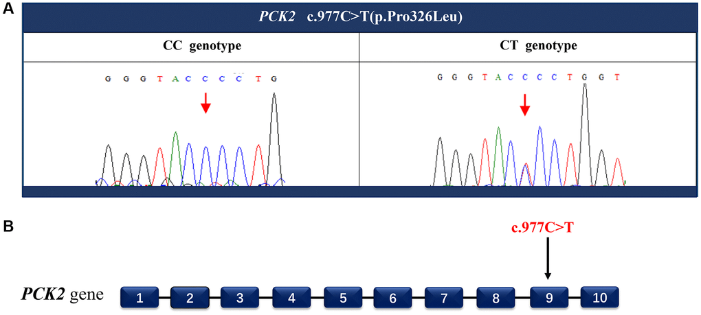 Identify the disease-causing mutation in the PACG family. A heterozygous missense mutation c.977C>T (A) located in exon 9 (B) of the PCK2 gene was detected by Sanger sequencing. This nucleotide substitution results in a proline to leucine substitution p.Pro326Leu.
