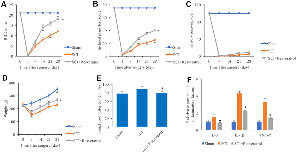 Resveratrol improved the function recovery after SCI. (A) The BBB scores were evaluated after operation at different time points; (B) The inclined plane test score was measured after operation at different time points; (C) The sensory recovery was measured after operation at different time points; (D) The weight of rats was measured after operation at different time points; (E) Spinal cord water content was detected; (F) Inflammatory factors were detected. *P 