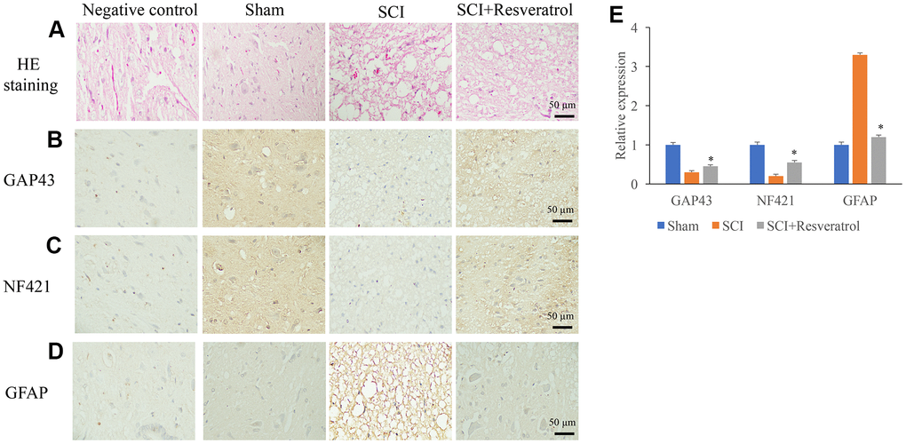 Resveratrol promoted axonal regeneration after SCI. (A) Histological changes were evaluated using HE staining; (B) The expression of GAP43 was measured using IHC staining; (C) The expression of NF421 was measured using IHC staining; (D) The expression of GFAP was measured using IHC staining; (E) The levels of GAP43, NF421, and GFAP were analyzed. *P 