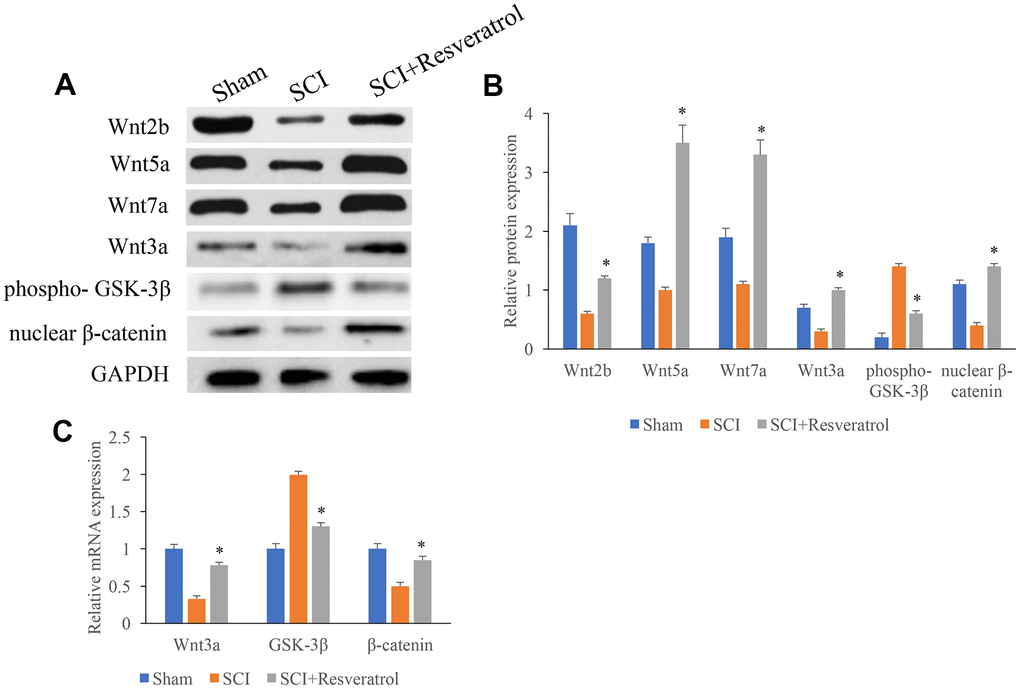 The protein and mRNA expression of Wnt3a, GSK-3β, and β-catenin in the tissues were measured. (A) The protein expression of Wnt3a, GSK-3β, and β-catenin in the tissues were measured using western blotting; (B) The protein expression of Wnt3a, GSK-3β, and β-catenin in the tissues were measured analyzed; (C) The mRNA expression of Wnt3a, GSK-3β, and β-catenin in the tissues were measured using qRT-PCR. *P 