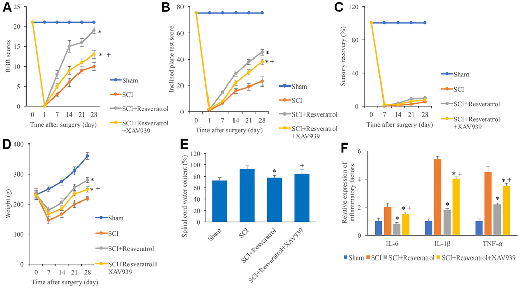 XAV939 significantly reversed the influence of resveratrol on function recovery after SCI. (A) The BBB scores were evaluated after operation at different time points; (B) The inclined plane test score was measured after operation at different time points; (C) The sensory recovery was measured after operation at different time points; (D) The weight of rats was measured after operation at different time points; (E) Spinal cord water content was detected; (F) Inflammatory factors were detected. *P 