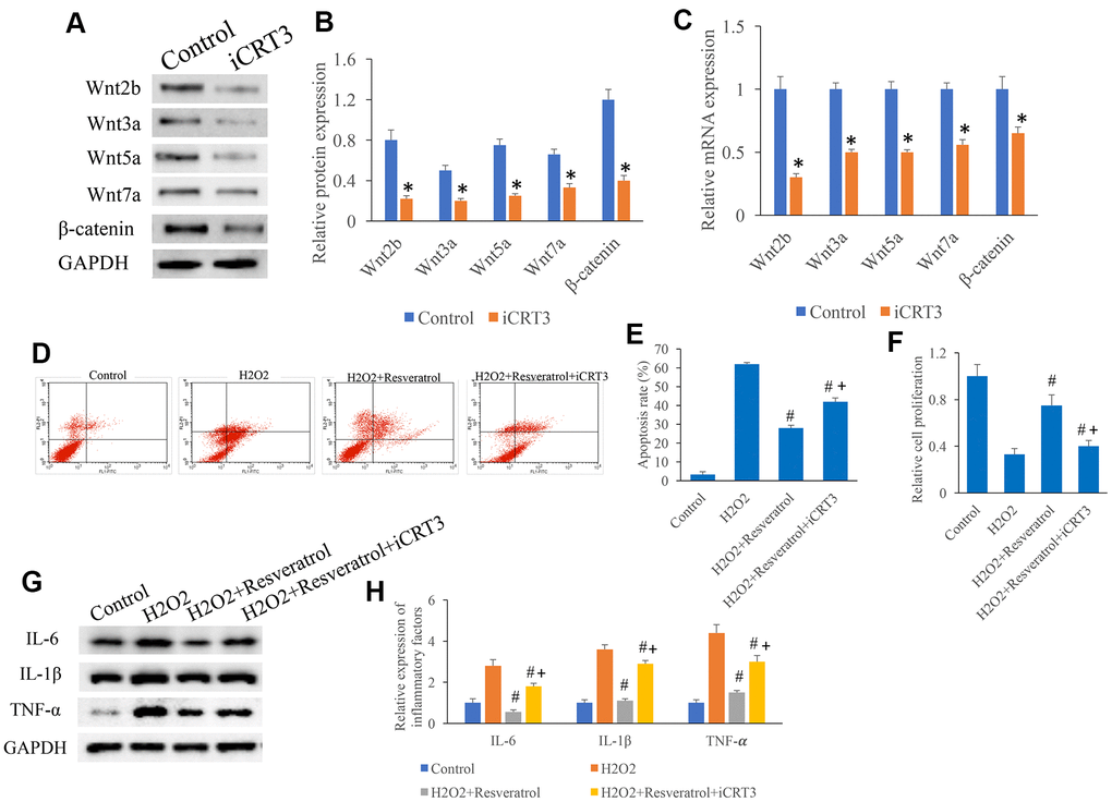 iCRT3 significantly reversed the influence of resveratrol on apoptosis in vitro. (A) Influence of iCRT3 on the Wnt signaling related proteins expression through western blotting; (B) CRT3 significantly inhibited the protein expression of Wnt signaling related proteins; (C) iCRT3 significantly inhibited the mRNA expression of Wnt signaling related proteins; (D) The influence of iCRT3 on the apoptosis was investigated; (E) iCRT3 significantly reversed the influence of resveratrol on apoptosis in vitro; (F) iCRT3 significantly reversed the influence of resveratrol on cell proliferation in vitro; (G) Influence of iCRT3 on the protein expression of inflammatory factors through western blotting; (H) iCRT3 significantly reversed the influence of resveratrol on inflammatory factors expression. *P 2O2, + P 