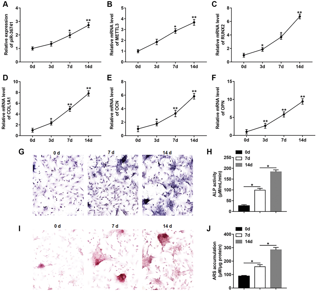 piR-36741 and METTL3 expression was upregulated in osteogenic differentiation of BMSCs. BMSCs were treated by 10 mM β-glycerophosphate, 100 nM dexamethasone, and 200 μM ascorbic acid to induce osteogenic differentiation. (A–F) The expression of piR-36741 (A), and the mRNA levels of METTL3 (B), RUNX2 (C), COL1A1 (D), OCN (osteocalcin) (E) and OPN (osteopontin) (F) were detected on day 0, 3, 7 and 14. (G) Images of ALP staining (100×). (H) ALP activity was measured on day 0, 7 and 14. (I) Images of Alizarin red S (ARS) staining (100×). (J) Quantitative analysis of ARS accumulation on day 0, 7 and 14. N = 5 in each group. *P **P 