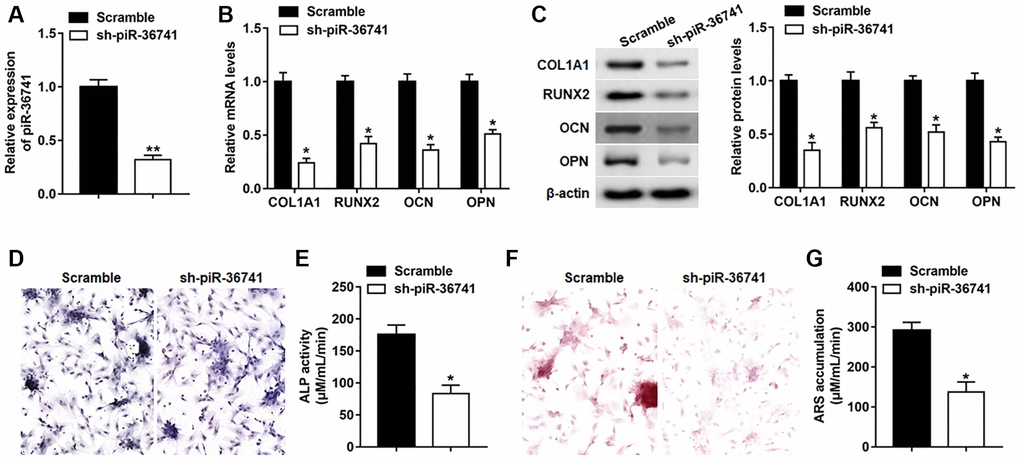 Silencing piR-36741 hindered osteogenic differentiation of BMSCs. BMSCs were infected with Lv-sh-NC and Lv-sh-piR-36741, and then cultured in osteogenic differentiation medium for 14 days. (A–C) The expression of piR-36741, and the mRNA and protein levels of METTL3, RUNX2, COL1A1, OCN and OPN were measured on day 14. (D) Images of ALP staining on day 14 (100×). (E) ALP activity was determined on day 14. (F) Images of ARS staining (100×). (G) Quantitative analysis of ARS accumulation on day 14. N = 5 in each group. *P **P 