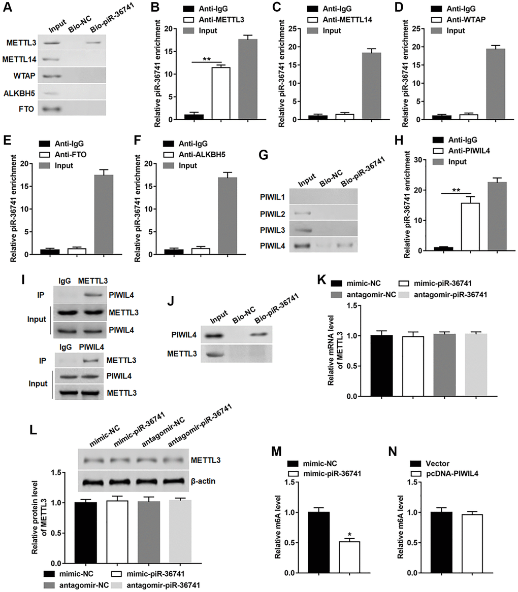 piR-36741 bound to METTL3 to regulate the m6A activity of METTL3. (A) RNA pull-down assay was performed using bio-NC or bio-piR-36741 to verify the binding of piR-36741 and METTL3. (B–F) RIP assay was carried out to confirm the binding of piR-36741 with METTL3, METTL14, WTAP, FTO and ALKBH5. (G) Biotin-based RNA pull-down assay was used to detect the specific binding of piR-36741 with PIWIL4. (H) RIP assay was performed to verify the binding piR-36741 with PIWIL4. (I) BMSCs were transfected with METTL3 and PIWIL4 overexpression vectors, and co-IP was carried out using specific antibodies, and the immunocomplex were purified and subjected to Western blotting analysis using METTL3 or PIWIL4 antibodies. (J) RNA pull-down assay was used to confirm the binding ability of purified PIWIL4 or METTL3 proteins with biotin-labelled piR-36741. (K, L) BMSCs were transfected with mimic-piR-36741, antagomir-piR-36741 or respective controls for 24 h, and the mRNA and protein levels of METTL3 were determined. (M, N) m6A levels of BMSCs with or without piR-36741/PIWIL4 overexpression were detected by using the EpiQuik™ m6A RNA methylation quantification kit. N = 5 in each group. *P **P 