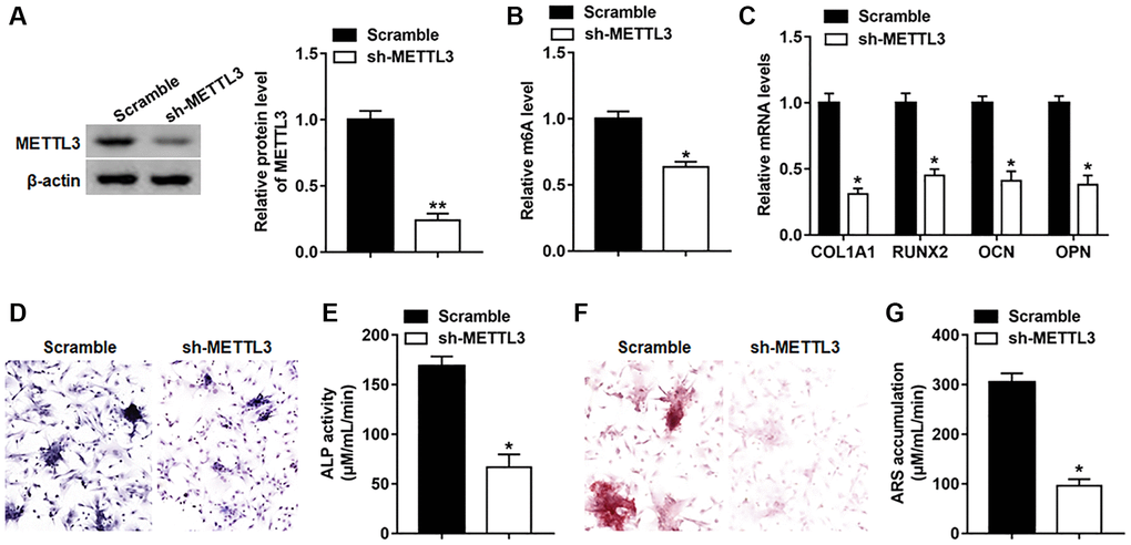 Silencing METTL3 impeded osteogenic differentiation of BMSCs. BMSCs were infected with Lv-sh-NC or Lv-sh-METTL3, and then cultured in osteogenic differentiation medium for 14 days. (A) The expression of piR-36741 was measured on day 14. (B) The global m6A level of BMSCs with or without METTL3 knockdown was analyzed with the EpiQuik™ m6A RNA methylation quantification kit. (C) The mRNA levels of METTL3, RUNX2, COL1A1, OCN and OPN were detected on day 14. (D) Images of ALP staining on day 14 (100×). (E) ALP activity was determined on day 14. (F) Images of ARS staining on day 14 (100×). (G) Quantitative analysis of ARS accumulation on day 14. N = 5 in each group. *P **P 