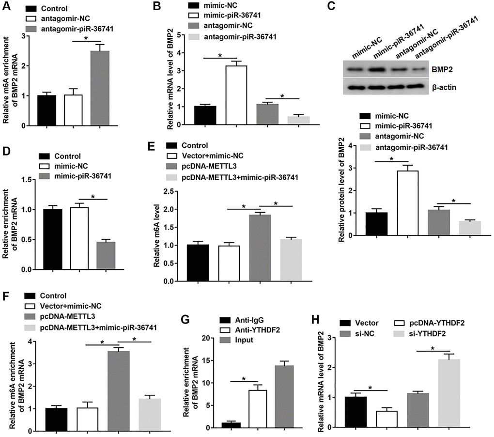 piR-36741 suppressed METTL3-mediated BMP2 m6A methylation to promote BMP2 expression. (A) The m6A level of BMP2 mRNA in BMSCs treated with antagomir-piR-36741 or antagomir-NC was detected by using MeRIP-qPCR. (B, C) The mRNA and protein levels of BMP2 in BMSCs treated with mimic-piR-36741, antagomir-piR-36741 or respective controls were measured. (D) RIP assay was used to analyze the level of BMP2 mRNA binding to METTL3 using anti-IgG or anti-METTL3. BMSCs were transfected with METTL3 overexpression vector alone or together with mimic-piR-36741, and (E) the global m6A level and (F) BMP2 m6A level were detected by using MeRIP-qPCR. (G) RIP assay was performed to confirm the binding of YTHDF2 with BMP2 mRNA. (H) The mRNA level of BMP2 was determined in BMSCs treated with pcDNA-YTHDF2, YTHDF2 siRNA or respective controls. N = 5 in each group. *P 