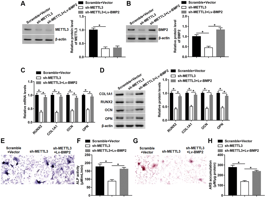 BMP2 overexpression reversed the effect of METTL3 silence on osteogenic differentiation. BMSCs were infected with Lv-sh-METTL3 alone or together with Lv-BMP2, and then cultured in osteogenic differentiation medium for 14 days. (A, B) The protein level of METTL3 and BMP2 were detected on day 14. (C, D) The protein expression of METTL3, RUNX2, COL1A1, OCN and OPN were assessed on day 14. (E) Images of ALP staining (100×). (F) ALP activity was measured on day 14. (G) Images of ARS staining (100×). (H) Quantitative analysis of ARS accumulation on day 14. N = 5 in each group. *P 