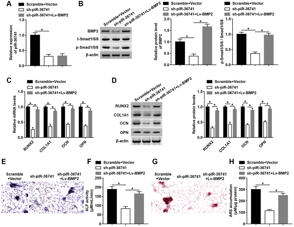 piR-36741 affected the osteogenic differentiation of BMSCs by regulating BMP2 expression. BMSCs were infected with Lv-sh-piR-36741 alone or together with Lv-BMP2, and then cultured in osteogenic differentiation medium for 14 days. (A, B) The expression of piR-36741 and the protein levels of BMP2, p-Smad1/5/8 and Smad1/5/8 were measured on day 14. (C, D) The expression of METTL3, RUNX2, COL1A1, OCN and OPN were detected on day 14. (E) Images of ALP staining (100×). (F) ALP activity was determined on day 14. (G) Images of ARS staining (100×). (H) Quantitative analysis of ARS accumulation on day 14. N = 5 in each group. *P 