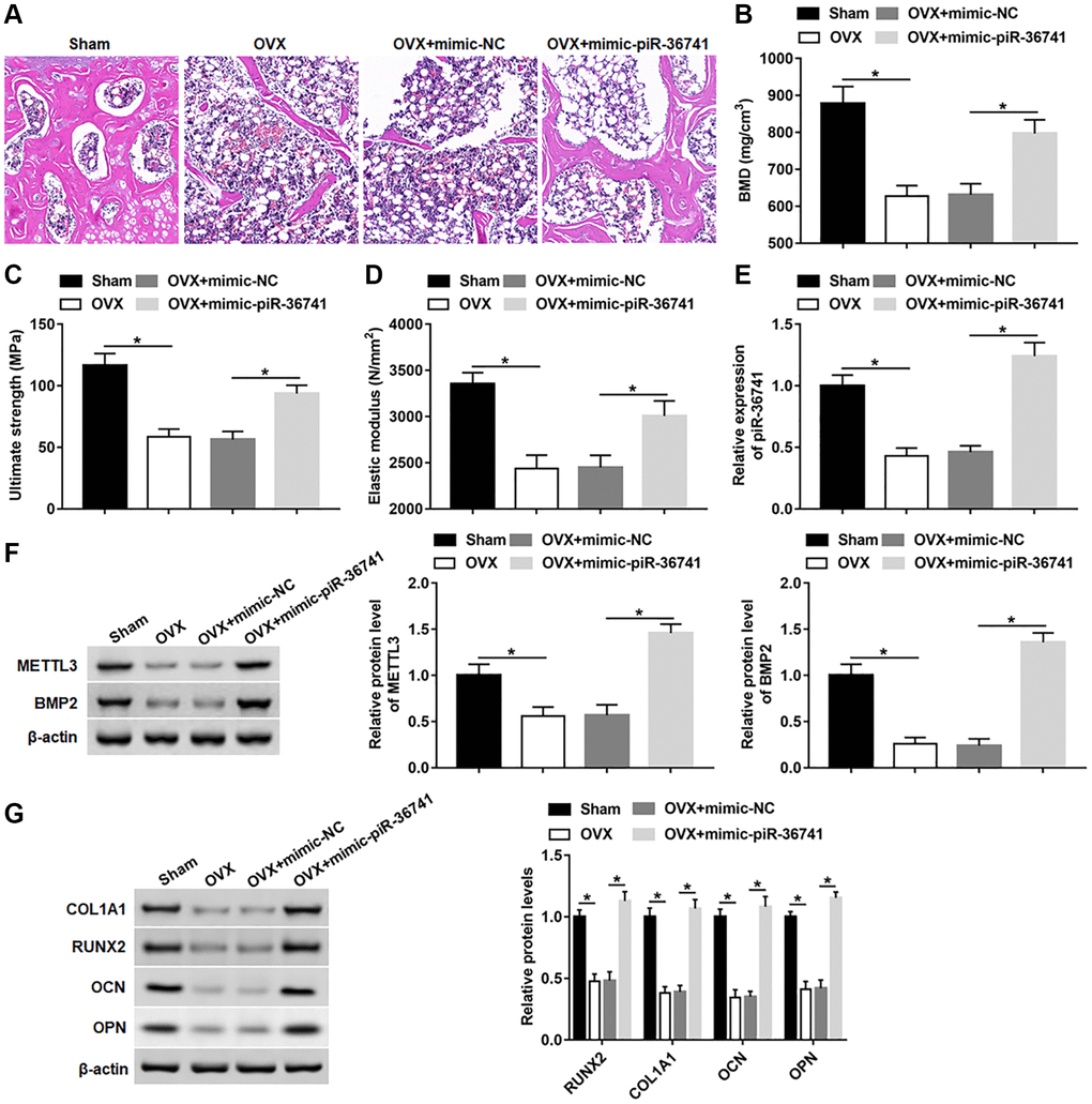 Overexpression of piR-36741 alleviated ovariectomy-induced osteoporosis in mice. Ovariectomy was used to construct a mouse model of osteoporosis. 10 mg/kg mimic-NC or mimic-piR-36741 in 50 μL volumes were respectively injected into mice 14 days after the ovariectomy through the tail vein once a week until the 8th week. (A) Representative images of HE staining of mouse distal femur tissue sections (100×). (B–D) Bone mineral density, bone strength and elastic modulus were evaluated. (E, F) The expression of piR-36741 and the protein levels of METTL3 and BMP2 in femoral tissues were measured. (G) The protein levels of RUNX2, COL1A1, OCN and OPN were analyzed with Western blotting. N = 6 in sham group, and N = 8 in OVX, OVX+mimic-NC, and OVX+mimic-piR-36741 groups. *P 