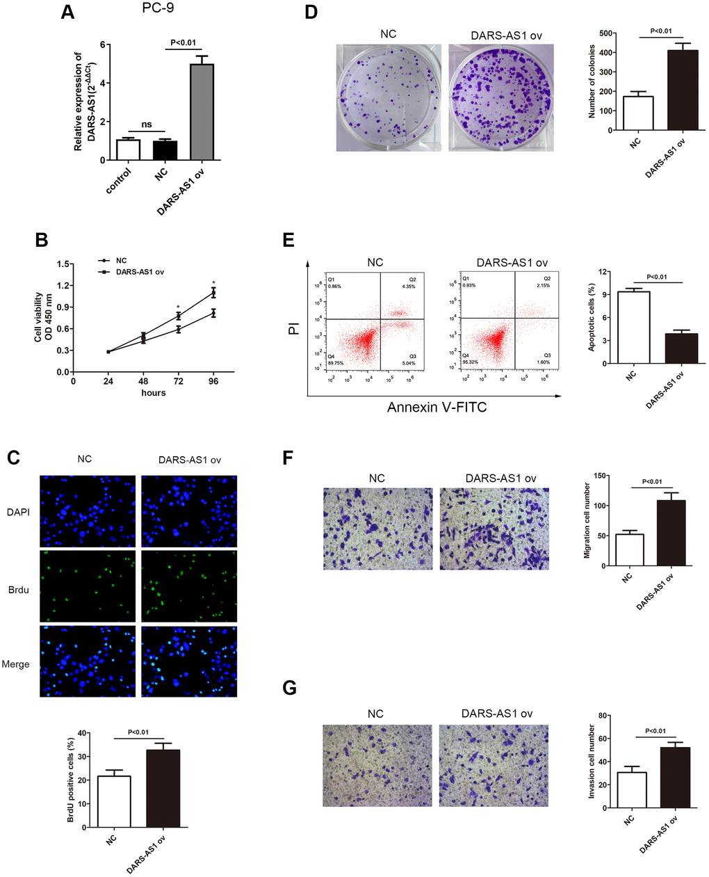 Overexpression of DARS-AS1 resulted in accelerated LUAD progression. (A) Expression of DARS-AS1 was significantly higher in PC-9 cells transfected with DARS-AS1 ov compared to the NC group (p B) PC-9 cells with DARS-AS1 ov transfection exhibited greater proliferative capability according to the (B) CCK-8 (p C) BrdU (p D) colony formation (p E) Flow cytometry results showed a significantly lower apoptosis rate in the DARS-AS1 ov transfection group (upper right quadrant + lower right quadrant) compared to the NC group (p F) migrating (p G) invading (p 