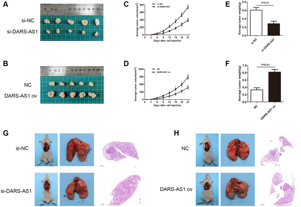 DARS-AS1 promoted LUAD growth in vivo. (A) LUAD transfected with si-DARS-AS1 had smaller tumors, while (B) the DARS-AS1 ov transfection group had larger tumors. The average tumor volume of LUAD transfected with (C) si-DARS-AS1 (p D) DARS-AS1 ov (p E) si-DARS-AS1 (p F) DARS-AS1 ov (p G) The si-DARS-AS1 group had smaller tumors and fewer spreading lesions in the lung than the si-NC group. (H) The DARS-AS1 ov group had larger tumors and more spreading lesions in the lung than the NC group.