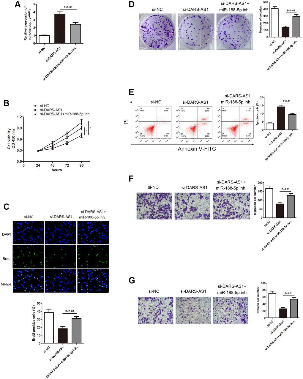 Inhibition of miR-188-5p altered the suppression of A549 cell progression mediated by si-DARS-AS1. (A) Three groups were transfected with si-DARS-AS1, si-DARS-AS1+miR-188-5p inhibitor, and si-NC in the A549 cell line. The cell proliferative capacity of the three groups was measured using the (B) CCK-8, (C) BrdU, and (D) colony formation assays (*p E) Inhibition of miR-188-5p resulted in a significant reduction in the apoptosis ratio (upper right quadrant+lower right quadrant). The transwell chamber results showed that inhibition of miR-188-5p significantly facilitated cell migration (F) p G) p 