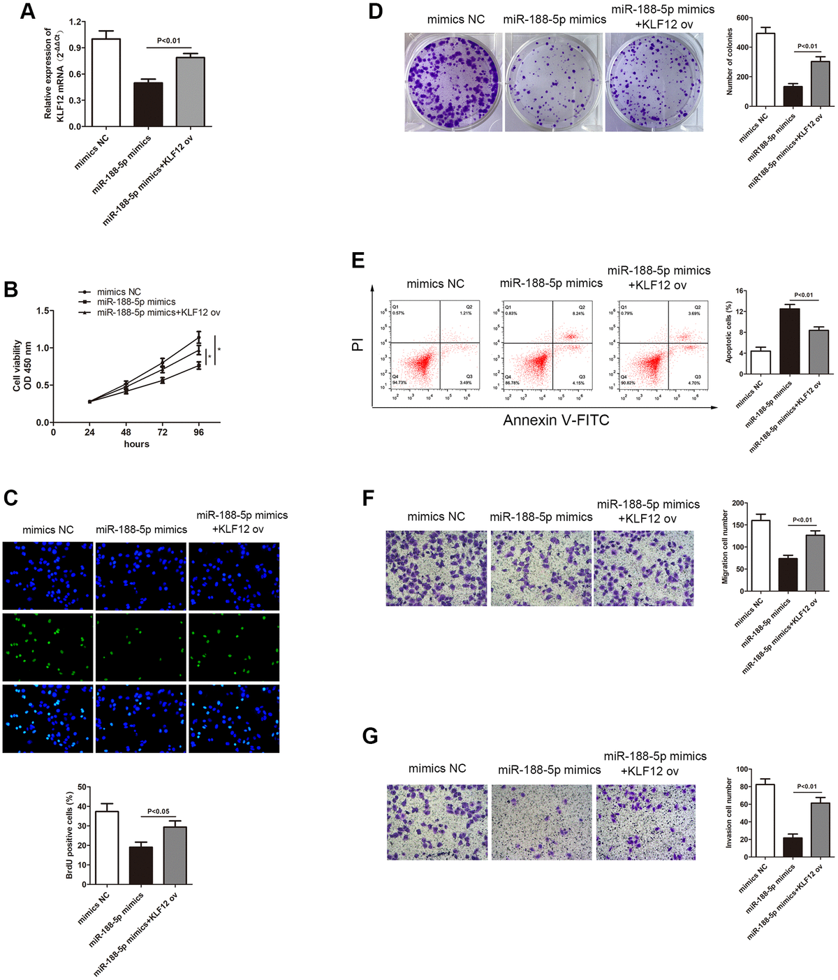 Overexpression of KLF12 promoted LUAD progression. (A) Three groups were transfected using miR-188-5p mimics, miR-188-5p mimics+KLF12 ov, and NC mimics in the A549 cell line. The cell proliferative capacity of the three groups was measured using the (B) CCK-8 (p C) BrdU (*p D) colony formation (p E) Overexpression of KLF12 resulted in a significant reduction in the apoptosis ratio (upper right quadrant+lower right quadrant). The transwell chamber results indicated that overexpression of KLF12 significantly promoted cell (F) migration (p G) invasion (p 