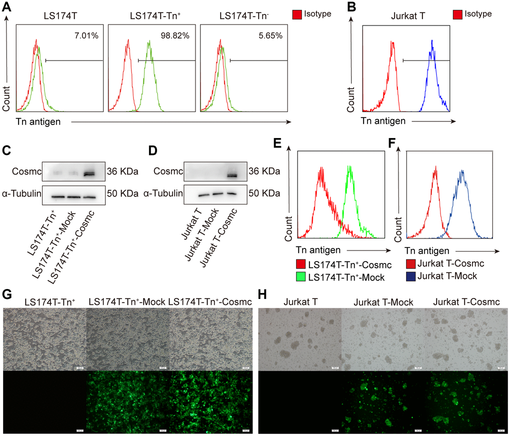 Transfection WtCosmc in LS174T cells and Jurkat T cells. (A) The percentage of Tn+ cells in LS174T cells and sorted LS174T-Tn+and Tn− cells by magnetic bead separation. (B) The percentage of Tn+ cells in Jurkat T cells. (C) Western blot analysis of Cosmc expression in LS174T-Tn+, LS174T-Tn+-Mock, and LS174T-Tn+-Cosmc cells. (D) Cosmc expression in Jurkat T, Jurkat T-Mock, and Jurkat T−Cosmc cells. (E) FCM analysis of the percentage of Tn+ cells in LS174T-Tn+-Mock and LS174T-Tn+-Cosmc cells. (F) The percentage of Tn+ Cells in Jurkat T-Mock and Jurkat T-Cosmc cells. (G) WtCosmc and Mock transfection cells with green fluorescence protein in LS174T-Tn+ cells as detected by immunofluorescence microscopy. (H) WtCosmc and Mock transfection cells with green fluorescence in Jurkat T cells (scale bars = 100 μm).