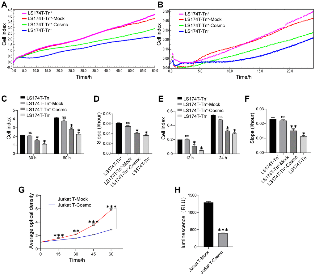 Cosmc transfection downregulated Tn+ cell proliferation and migration. (A–F) Proliferation and migration in LS174T-Tn− and LS174T-Tn+ cells before and after transfection with WtCosmc or Mock were detected by RTCA. (A) Proliferation curve, (B) Migration curve, (C) Cell index of proliferation at typical timepoints (30 h and 60 h), (D) Slopes for proliferation at 0–60 h, (E) Cell index of migration at typical timepoints (12 h and 24 h), and (F) slopes for migration at 0–24 h. (G) The proliferation ability of Jurkat T cells transfected with Cosmc or Mock was detected by CCK-8 assay at different timepoints (15 h, 30 h, 45 h, and 60 h). (H) The migration of Jurkat T cells transfected with Cosmc or Mock was detected using a transwell assay for 24 h. Data shown are the mean ± SD of three independent experiments (*P **P ***P 