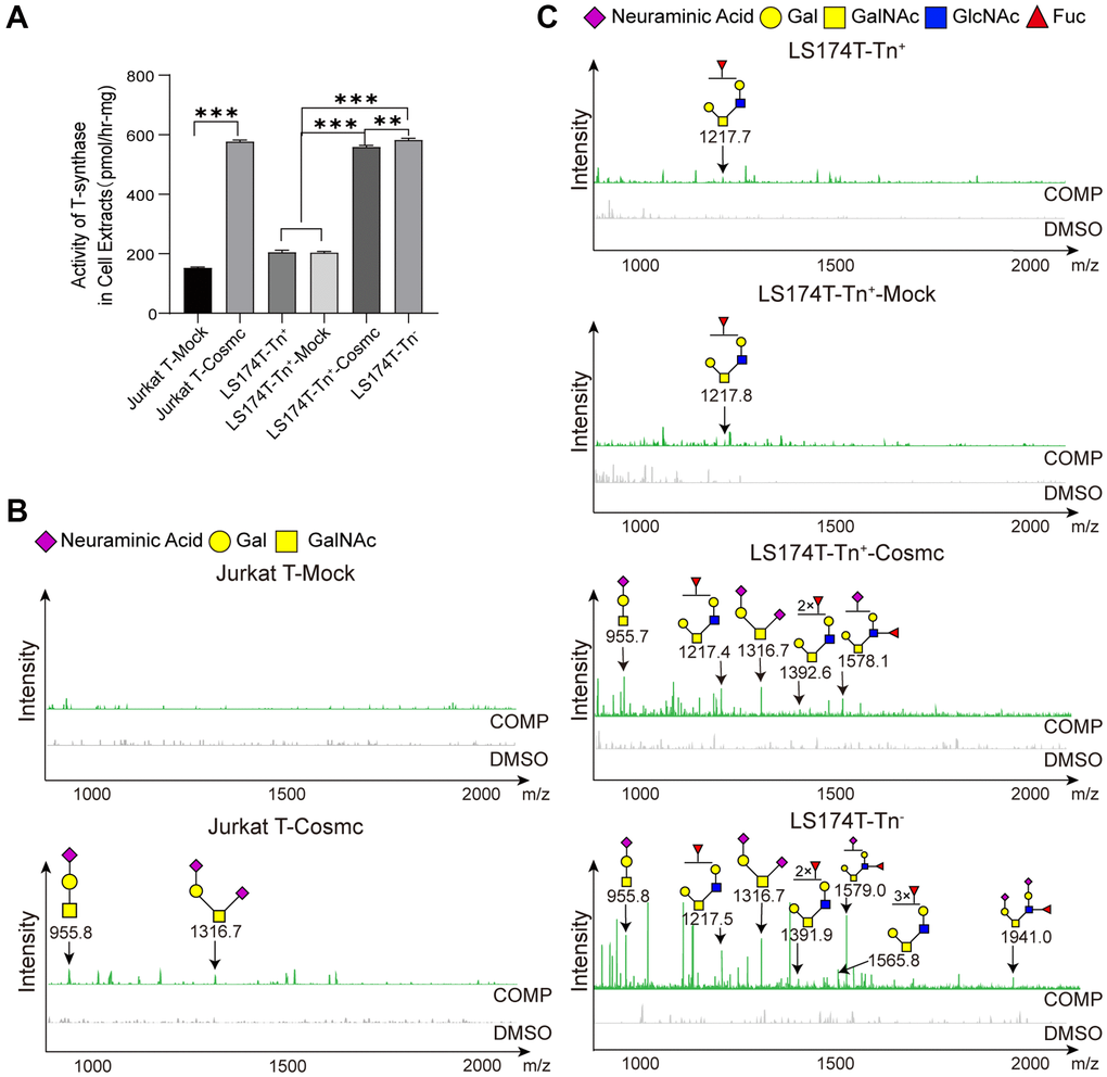 Cosmc transfection increased the activity of T-synthase and changed core 1− and core 2-derived O-glycans in Tn+ cells. (A) The activity of T-synthase was detected using a fluorescence method in LS174T-Tn−, LS174T-Tn+, and Jurkat T cells before and after transfection with WtCosmc or Mock. (B) Core 1- and core 2-derived O-glycans in Jurkat T cells before and after transfection with WtCosmc or Mock were analyzed using CORA and MALDI-TOF-MS. (C) Core 1− and core 2-derived O-glycans in LS174T-Tn− and LS174T-Tn+ cells before and after transfection with WtCosmc or Mock (**P ***P 