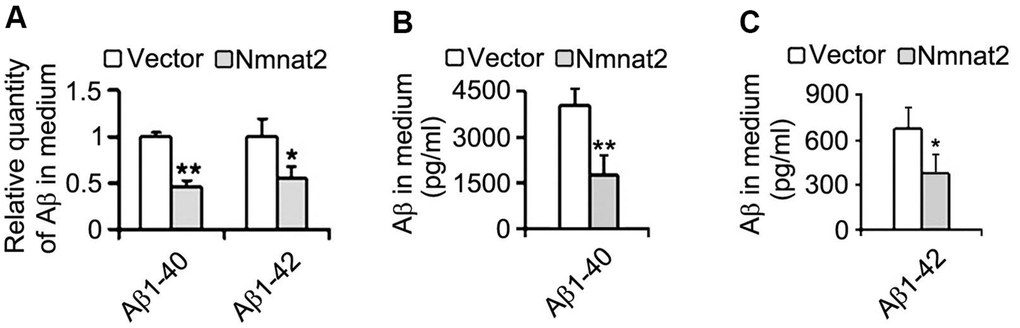 Over-expression of Nmnat2 reduces Aβ in the medium of N2a/APPswe cells. The medium of N2a/APPswe cells transfected with Flag-Nmnat2 (Nmnat2) or the empty vector for forty eight hours was measured for Aβ1-40 and Aβ1-42 by using ELISA and quantitative analysis (A–C). The data were representative of at least three independent experiments and expressed as means ± S.D.. *P P 