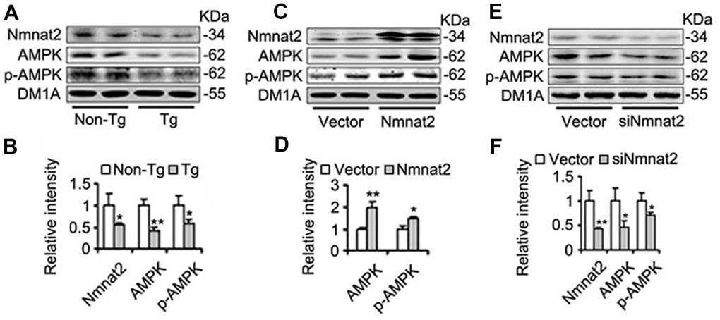 Nmnat2 enhances expression of AMPK and p-AMPK. (A, B) The cortex extracts were prepared from 10 months old Tg2576 mice (Tg) and the age-matched littermates (Non-Tg), then Nmnat2, AMPK and p-AMPK were measured by western blot (A) and quantitative analysis (B) (n=5 for each group). The data were expressed as means ± S.D. *P P C, D) N2a/APPswe cells were transfected with Flag-Nmnat2 (Nmnat2) or the empty vector for forty eight hours, and then Nmnat2, AMPK and p-AMPK were detected by western blot (C), quantitative analysis (D). (E, F) N2a/APPswe cells were transfected with shRNA-Nmnat2 (siNmnat2) or the scrambled shRNA control (Vector) for forty eight hours, and then Nmnat2, AMPK and p-AMPK were also detected by western blot (E), quantitative analysis (F). The data were representative of at least three independent experiments and expressed as means ± S.D.. *P P 