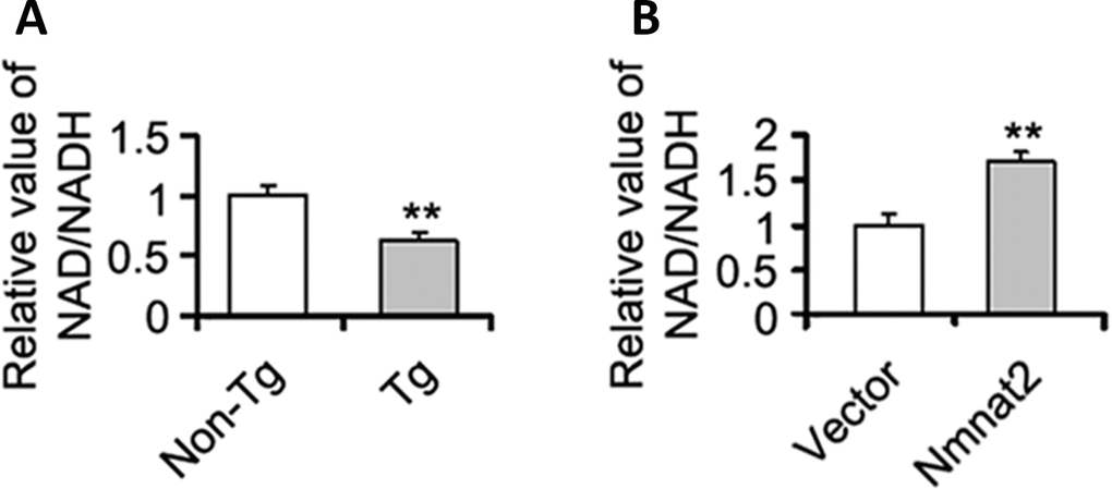 Nmnat2 up-regulates the ratio of NAD+/NADH in vitro and in vivo. (A) The cortex extracts were prepared from 10 months old Tg2576 mice (Tg) and the age-matched littermates (Non-Tg), then the ratio of NAD+/NADH was measured by NAD+/NADH quantification kit (A) (n=5 for each group). The data were expressed as means ± S.D. **P B) N2a/APPswe cells were transfected with Flag-Nmnat2 (Nmnat2) or the empty vector for forty eight hours, and then the ratio of NAD+/NADH was detected by NAD+/NADH quantification kit (B). The data were representative from three independent experiments at least and expressed as means ± S.D.. **P 