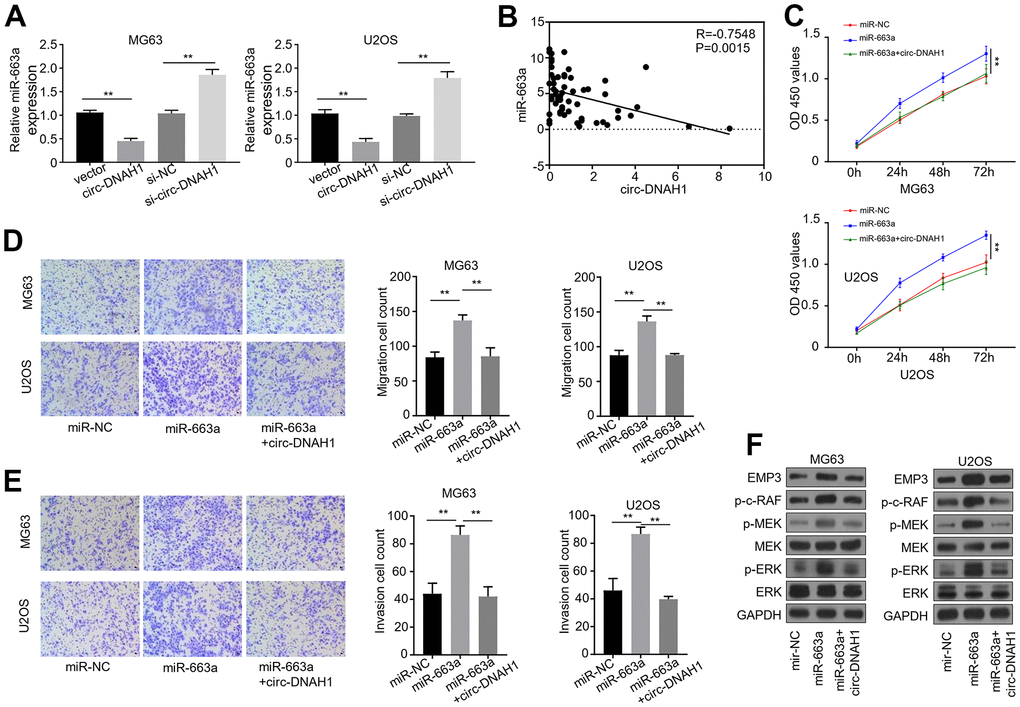 Over-expression of circ-DNAH1 reverses miR-663a-induced enhancement of cell proliferation, migration and invasion in OS cells. (A) qRT-PCR quantification of miR-663a in MG63 and U2OS cells transfected with circ-DNAH1 or siRNAs against circ-DNAH1 (si-circ-DNAH1). (B) Spearman correlation analysis of the circ-DNAH1 and miR-663a levels in 60 cases of OS patients, (C) CCK-8 cell proliferation assay of MG63 and U2OS cells expressing miR-663a mimics or miR-663a mimics in combination with circ-DNAH1. (D) Transwell migration assays of MG63 and U2OS cells expressing miR-663a mimics or miR-663a mimics in combination with circ-DNAH1. (E) Transwell invasion assays of MG63 and U2OS cells expressing miR-663a mimics or miR-663a mimics in combination with circ-DNAH1. (F) Immunoblotting analysis of EMP3, MEK and ERK, as well as pMEK, pERK and p-c-Raf in MG63 cells expressing miR-663a mimics or miR-663a mimics in combination with circ-DNAH1. GAPDH serves as a loading control. miR-NC: negative controls for miR-663a mimics. Data are shown as mean ± SD. **P 