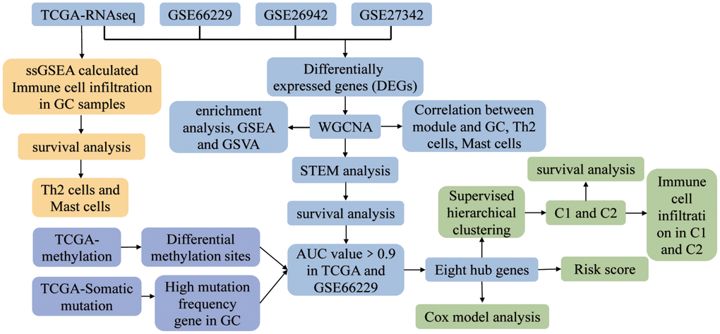 The study flowchart. Abbreviations: AUC: area under the receiver operating characteristic curve; C1: cluster 1; C2: cluster 2; GC: gastric cancer; GSEA: gene set enrichment analysis; GSVA: gene set variation analysis; ssGSEA: single-sample gene set enrichment analysis; STEM: short time-series expression miner; TCGA: The Cancer Genome Atlas; WGCNA: weighted gene co-expression network analysis.