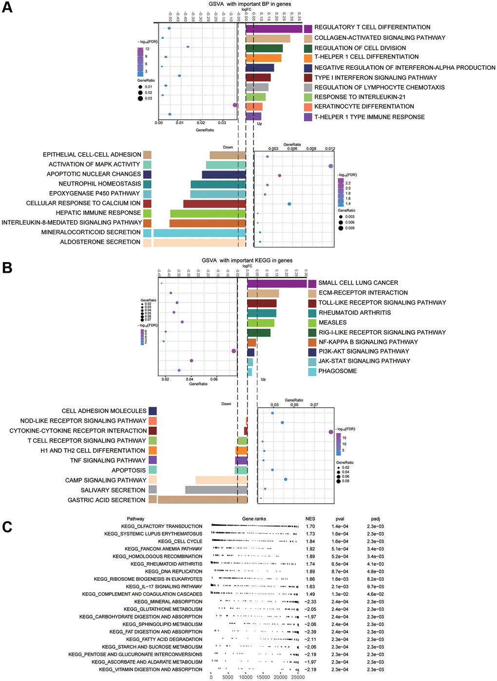 Main enrichment results of module genes. (A) Main biological processes (BPs) of module genes. (B) Kyoto Encyclopedia of Genes and Genomes (KEGG) pathway analysis for module genes. (C) Gene set enrichment analysis (GSEA) terms of up- and down-regulated genes. The first 10 terms corresponded to up-regulated genes, and the last 10 terms to down-regulated ones.